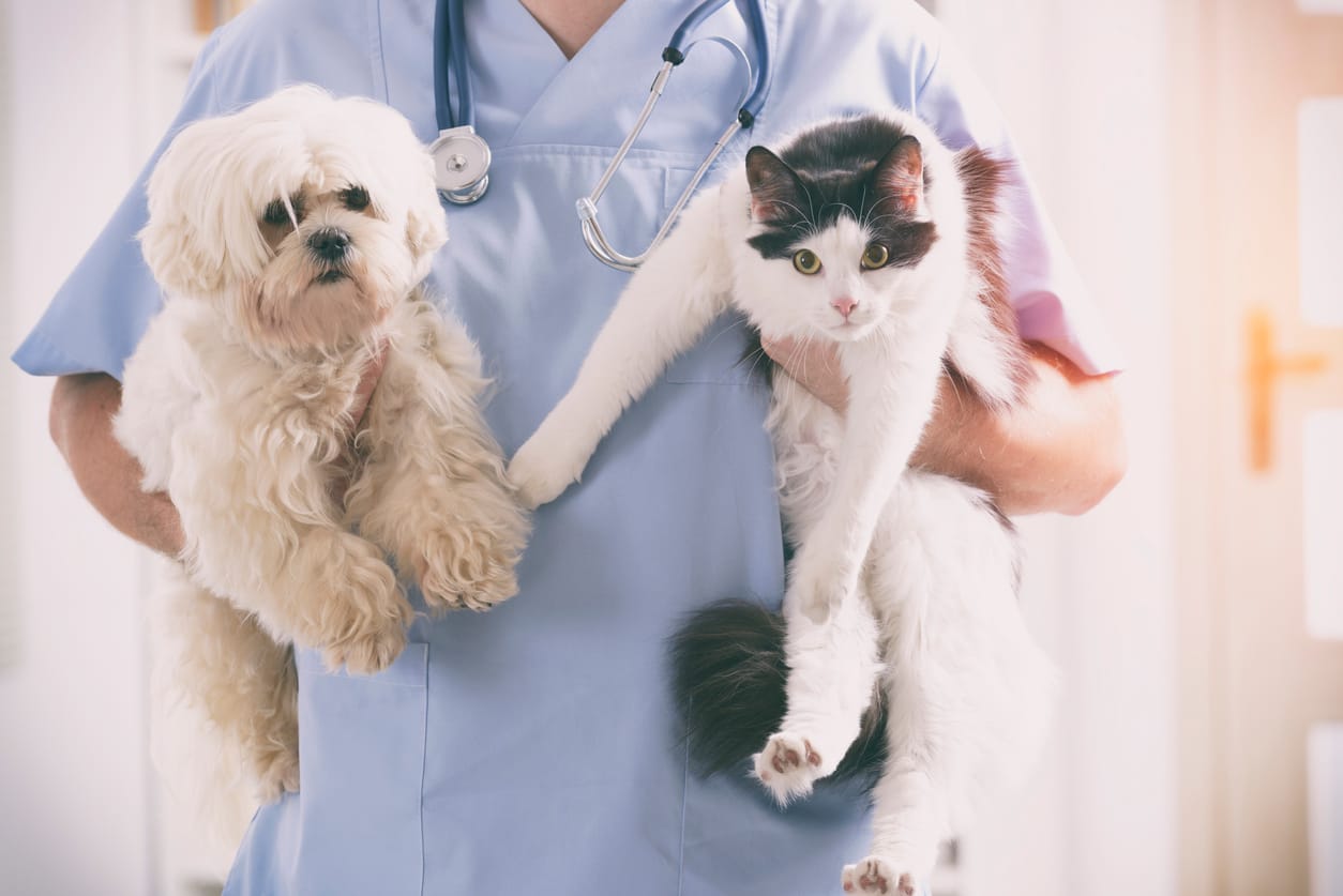 veterinary marketing