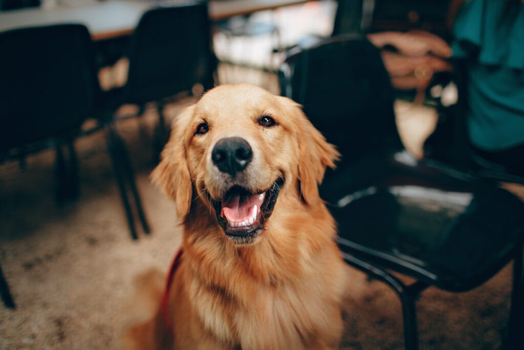 Cuter Dog LOVES Veterinary Marketing!